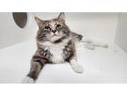 Adopt Muffin a Domestic Shorthair / Mixed (medium coat) cat in Kelowna