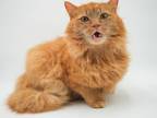 Adopt JJ a Orange or Red Domestic Longhair / Mixed Breed (Medium) / Mixed (short