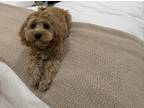 Adopt Tucker a Tan/Yellow/Fawn - with White Cavapoo / Mixed dog in Myrtle Beach