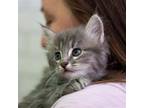 Adopt Parsley II a Gray or Blue Domestic Mediumhair / Mixed cat in Dallas