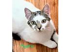 Adopt Mystic a White (Mostly) Domestic Shorthair (short coat) cat in Tega Cay