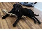 Adopt Sophie a Black Labrador Retriever / Mixed dog in Charlotte, NC (41565908)