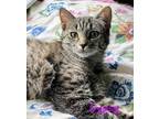 Adopt Gypsy a Brown Tabby Domestic Shorthair (short coat) cat in Tega Cay