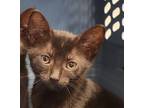 Adopt Ezra a Domestic Shorthair / Mixed (short coat) cat in Houston