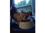 Adopt Sylvi a Orange or Red Domestic Longhair / Mixed (long coat) cat in