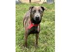 Adopt Storm a Gray/Blue/Silver/Salt & Pepper Blue Lacy/Texas Lacy / Mixed dog in