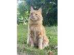 Adopt Juneau a Orange or Red (Mostly) Domestic Longhair / Mixed (long coat) cat