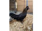Adopt Nugget a Chicken bird in Monterey, CA (41565920)