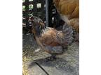Adopt Stormy a Chicken bird in Monterey, CA (41565919)