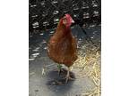 Adopt Sunny a Chicken bird in Monterey, CA (41565917)