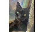 Adopt Lilith a All Black Domestic Shorthair / Mixed (short coat) cat in Phelps
