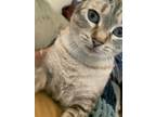 Adopt Nova a White (Mostly) American Shorthair / Mixed (short coat) cat in