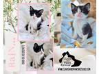 Adopt Rain a Black & White or Tuxedo Domestic Shorthair (short coat) cat in West