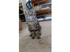 Adopt Tiger a Gray, Blue or Silver Tabby Tabby / Mixed (short coat) cat in