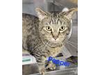 Adopt Pepper a Brown Tabby Domestic Shorthair (medium coat) cat in Hibbing