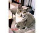 Adopt Cookie a Gray or Blue (Mostly) Domestic Shorthair (short coat) cat in Tega