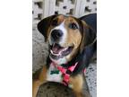Adopt Olivia a Black - with Tan, Yellow or Fawn Hound (Unknown Type) / Mixed dog