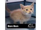 Adopt Bon Bon a Tan or Fawn Tabby Tabby (short coat) cat in Dallas