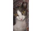 Adopt JJJ a Gray or Blue (Mostly) Domestic Shorthair / Mixed (short coat) cat in