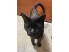 Adopt Earon a All Black Domestic Shorthair / Mixed (short coat) cat in Satellite