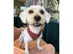 Adopt Suki (SOO-Key) a White Toy Poodle / Mixed dog in Odessa, FL (41565801)