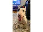 Adopt Toro a White - with Black Bull Terrier / Mixed dog in Fort Worth