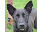 Adopt Iowa a Black - with White German Shepherd Dog / Labrador Retriever / Mixed