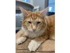 Adopt Cookie a Orange or Red (Mostly) Maine Coon / Mixed (medium coat) cat in