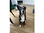 Adopt Pepina (Foster-to-Adopt) a Black - with White Mixed Breed (Medium) / Mixed