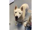 Adopt Polar Bear a Husky / Mixed dog in Barron, WI (41565747)