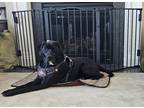 Adopt Onyx a Black - with White Labrador Retriever / Mixed dog in Suffolk