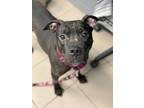 Adopt Michele a Black American Pit Bull Terrier / Mixed Breed (Medium) / Mixed