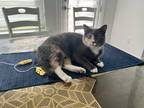 Adopt Yule a Gray or Blue Domestic Shorthair / Mixed (short coat) cat in