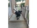 Adopt Diego a Black - with White Labrador Retriever / Mixed Breed (Medium) /