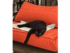 Adopt Squid a All Black Domestic Shorthair / Mixed (short coat) cat in Brooklyn