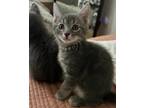 Adopt Portobello a Gray, Blue or Silver Tabby Tabby (short coat) cat in