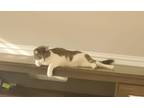 Adopt Loki a Gray, Blue or Silver Tabby Tabby / Mixed (medium coat) cat in