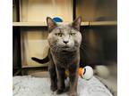 Adopt Goose a Domestic Shorthair / Mixed cat in Edmonton, AB (41564887)