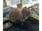 Adopt Thwomp a American Fuzzy Lop / Mixed rabbit in Edmonton, AB (41565536)