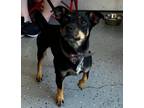 Adopt Rambo a Black - with Tan, Yellow or Fawn Jack Russell Terrier / Mixed dog