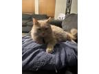 Adopt Colby a Orange or Red Domestic Longhair / Mixed (long coat) cat in San