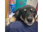 Adopt Tova a Black - with Tan, Yellow or Fawn German Shepherd Dog / Mixed dog in