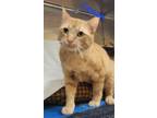 Adopt Conan a Orange or Red Tabby Domestic Shorthair (short coat) cat in