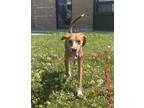 Adopt Gracie a Beagle / Mixed dog in Barrie, ON (41565548)
