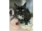 Adopt Monroe a Domestic Longhair / Mixed cat in Barrie, ON (41565547)
