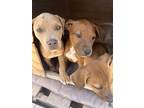 Adopt Tar Puppies a Brown/Chocolate American Pit Bull Terrier / Mixed dog in