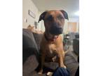 Adopt Odin a Brown/Chocolate - with Black German Shepherd Dog / Mixed dog in San