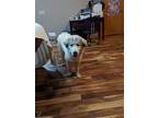 Adopt Aspen a White - with Gray or Silver Great Pyrenees / Mixed dog in Ball