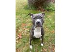 Adopt Luna a Gray/Silver/Salt & Pepper - with White American Pit Bull Terrier /