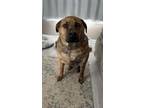 Adopt Cooper a Brindle German Shepherd Dog / Staffordshire Bull Terrier / Mixed